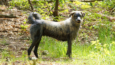Hundebetreuung Friedrichshain 1